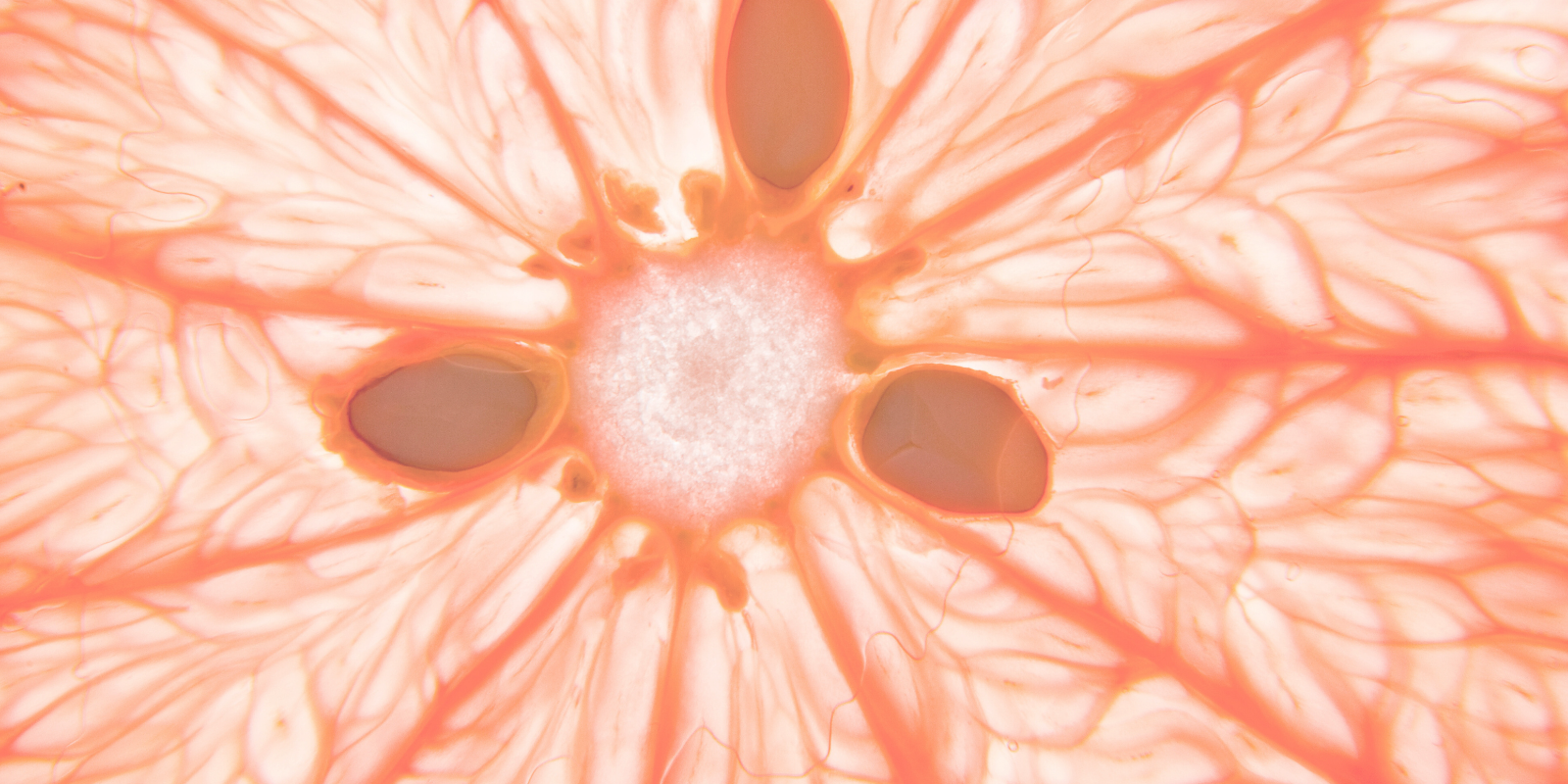 Grapefruit in Nahaufnahme, orange, einzelne Zellen sichtbar sowie drei Kerne