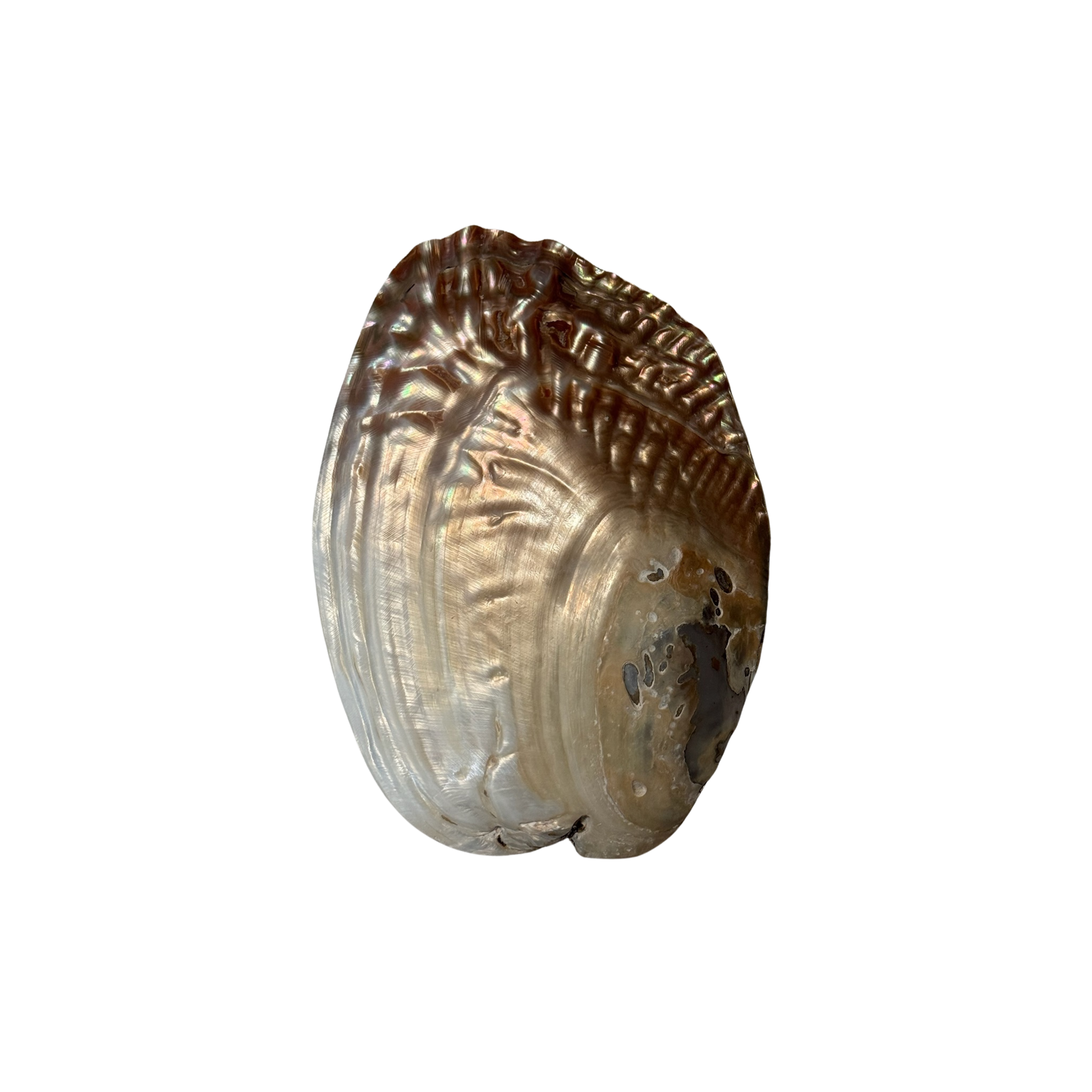 SEARENE – Muschelschale für Palo Santo & Schmuck