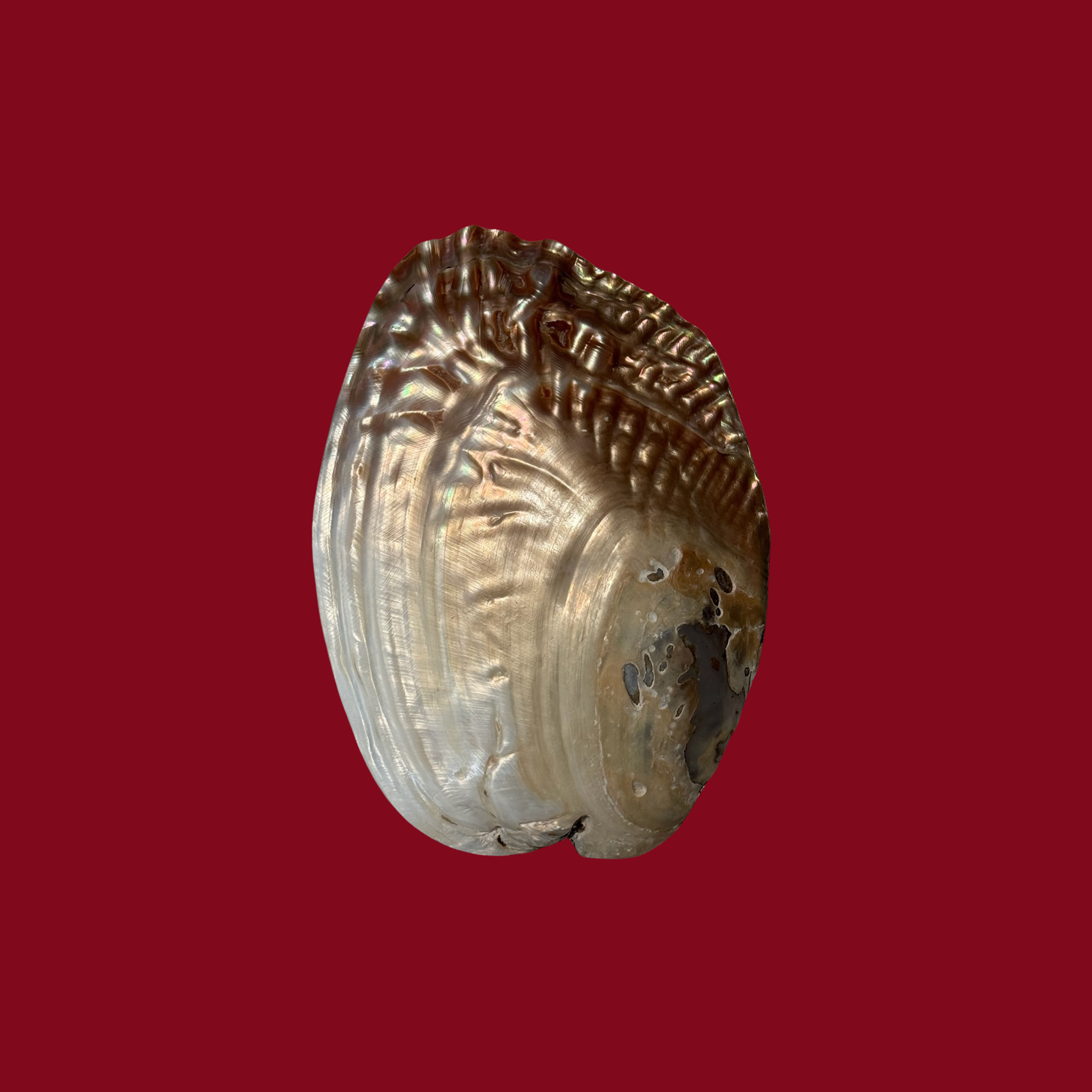 Rückseite der yardin zayel Searene Muschelschale im Scented Pause Set.