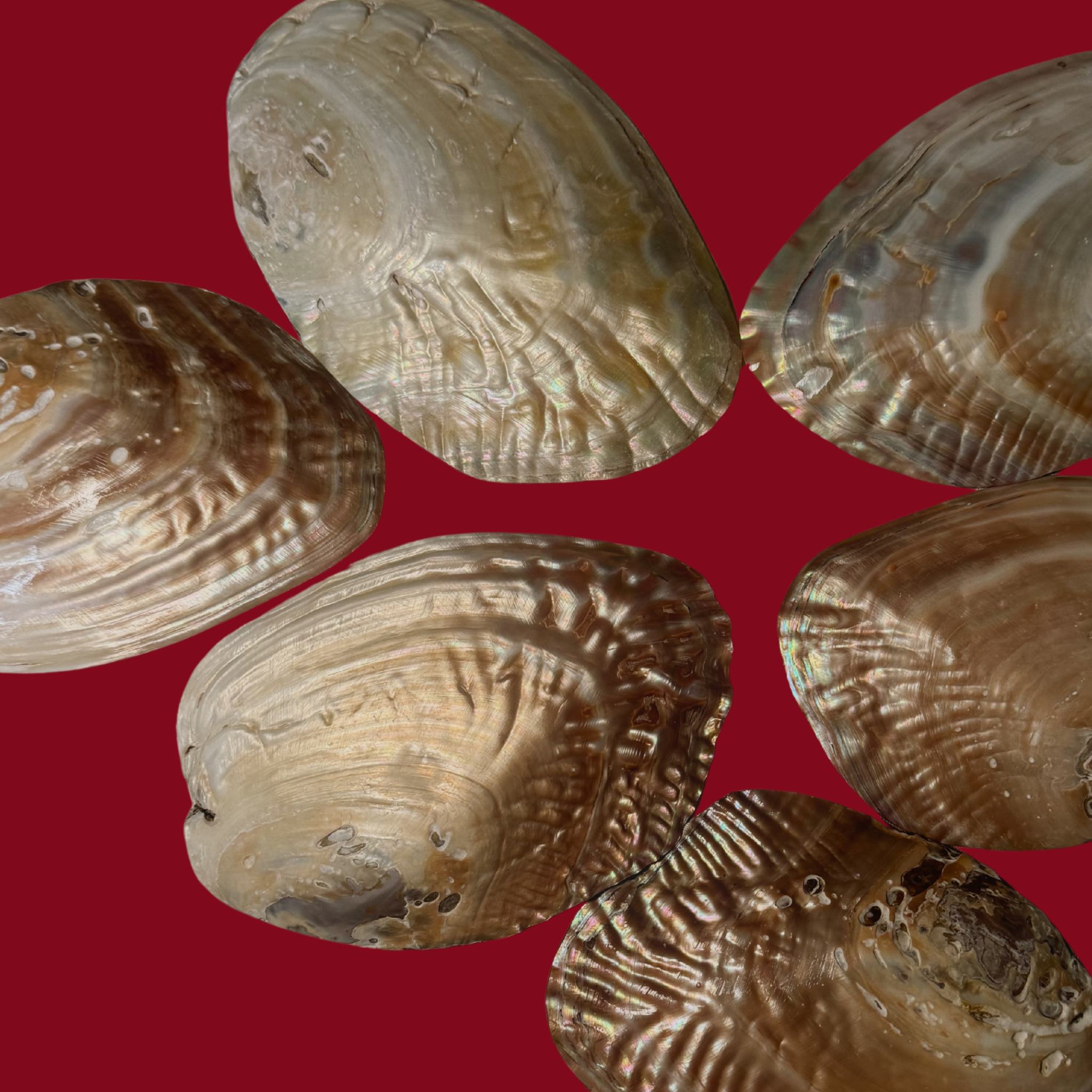 Flatlay: Rückseite mehrerer yardin zayel Searene Shells mit schimmerndem Finish.