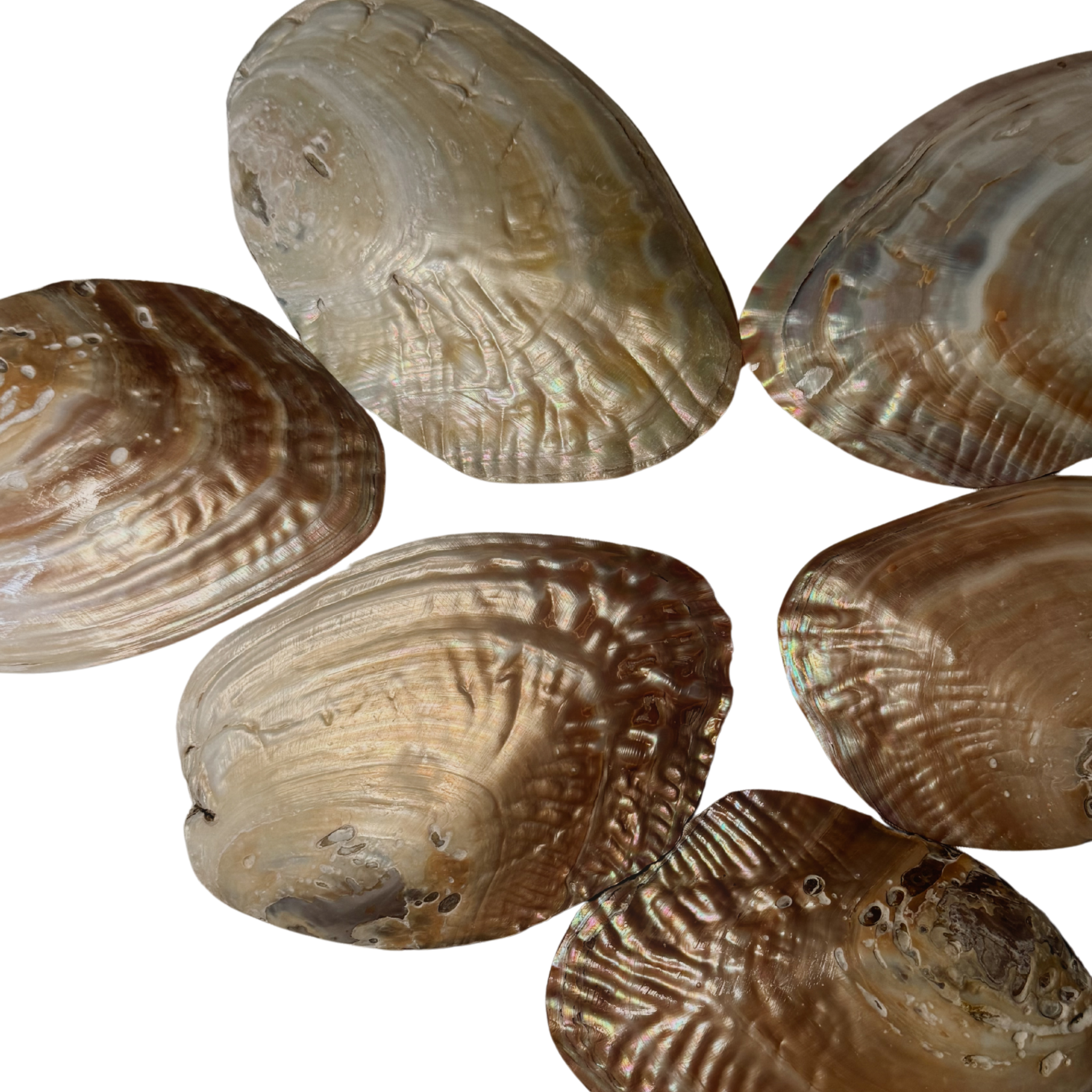 Perlmutt-Detail der yardin zayel Searene Muschelschale mit natürlichem Schimmer. Mehrere Muschelschalen auf den Bauch gedreht. 